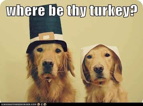 funny-thanksgiving-dog-20