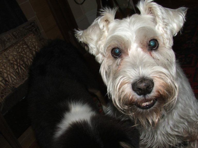 Did Your Pet Get You Through Your Break-Up?