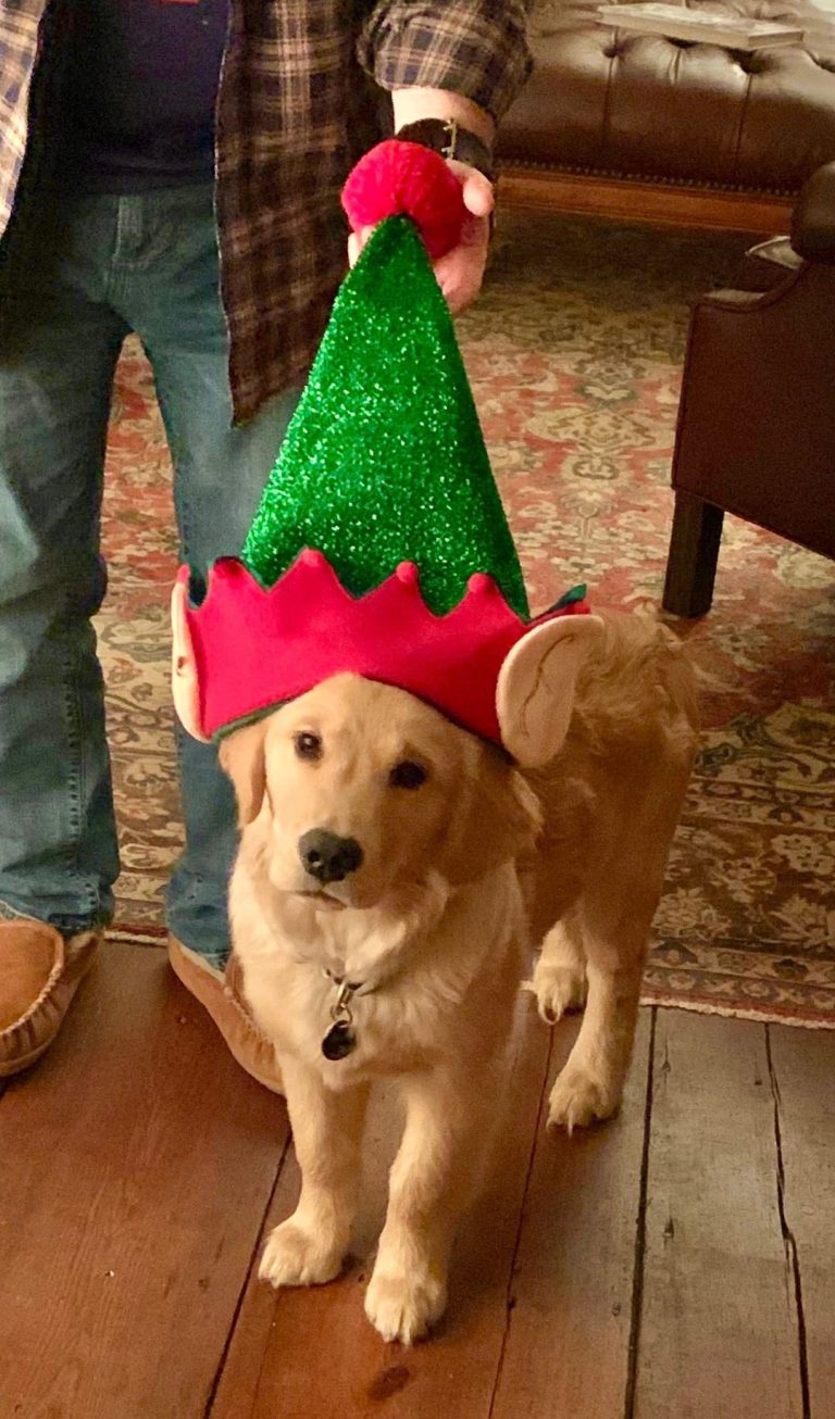 A Golden Retriever, Pine Cone Elf, Merry Christmas Miscellany