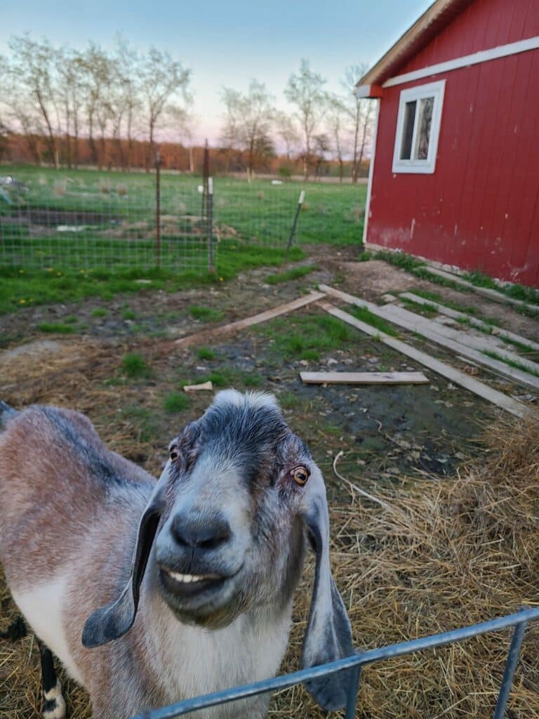 goat